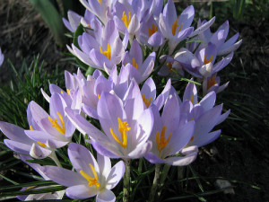 spring-blooms